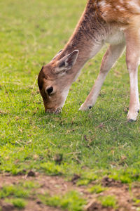 Close-up of deer grazing on field