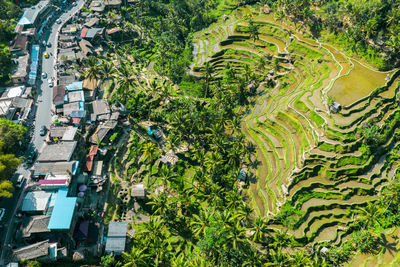 High angle view of street amidst trees and buildings