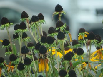 Close-up of flowering plant