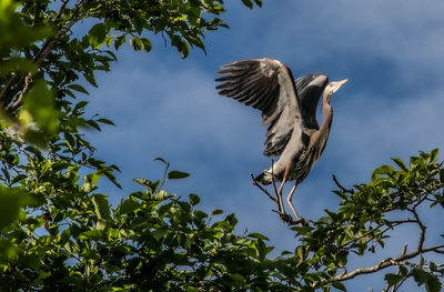 Low angle view of bird flying against the sky