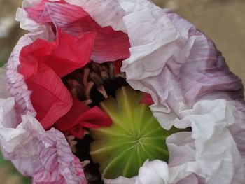 Close-up of red rose blooming outdoors