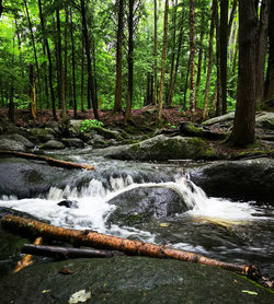 Stream flowing amidst trees in forest