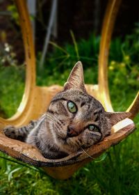 Close-up portrait of tabby cat