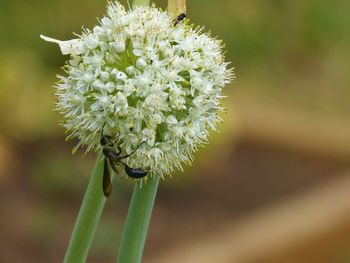 Close-up of insect on flower