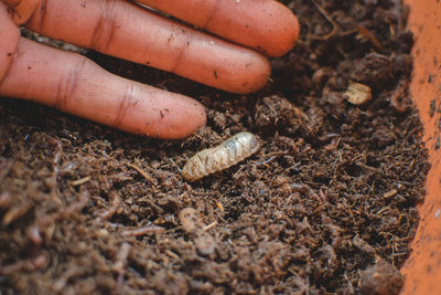 soil