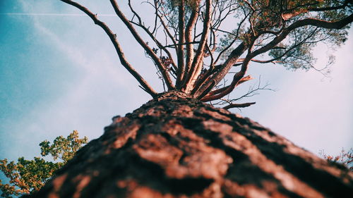 Low angle view of tree against sky