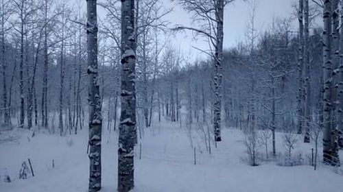 Snow covered trees in forest