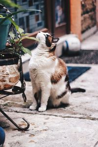 Cat sitting on a footpath