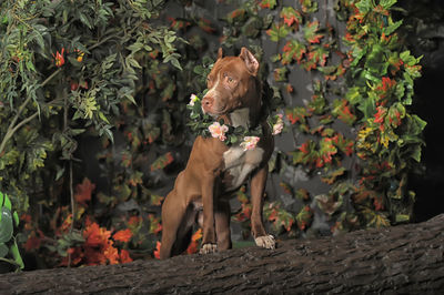 View of a dog on plant