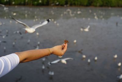 Close-up of hand feeding bird