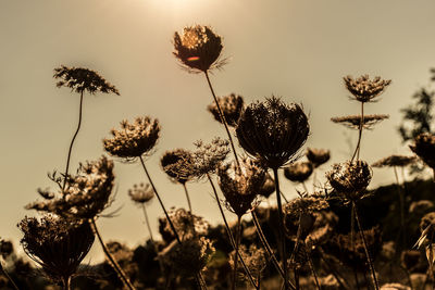 Low angle view of flowering plants on field against sky