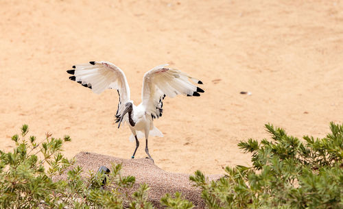 Bird flapping wings while perching on rock