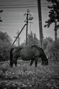 Horse on the field 