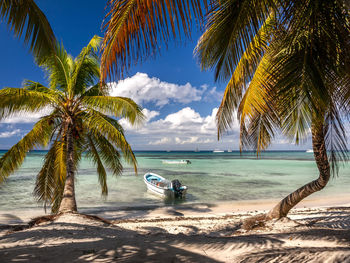 Palm trees on beach against sky