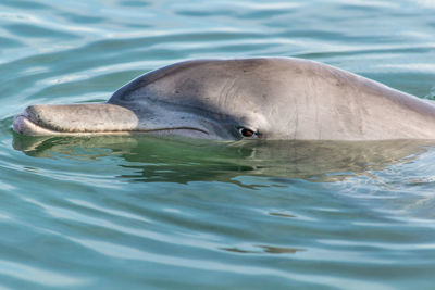 Close-up of dolphin swimming in sea