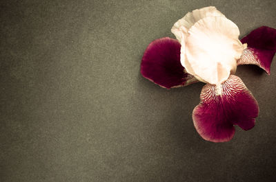 Close-up of flower over white background