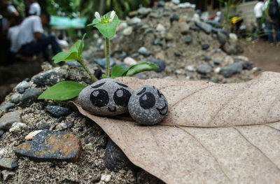 Close-up of drawing on rocks