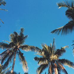 Low angle view of palm trees against blue sky