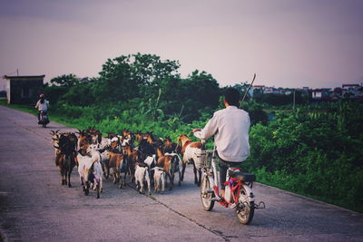 Rear view of goat herder riding bicycle behind goats on road