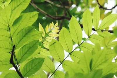 Close-up of green leaves