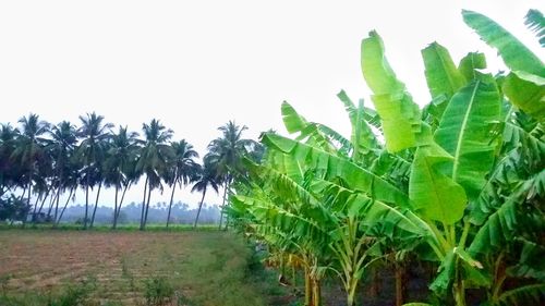 Plants growing on field against clear sky