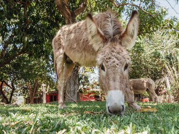 View of an animal on field