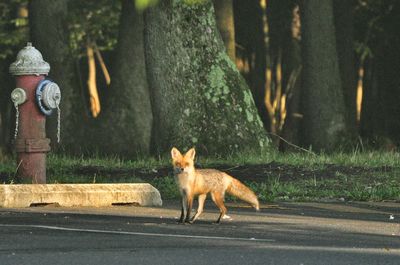 Portrait of a fox in forest