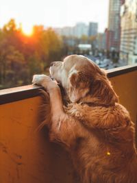 Close-up of dog rearing up at balcony