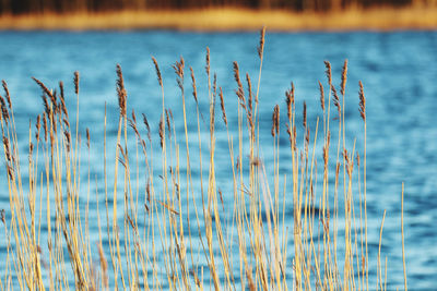 Close-up of stalks against calm lake
