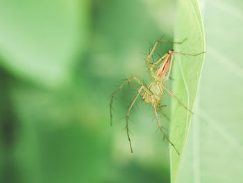 Close-up of insect on plant