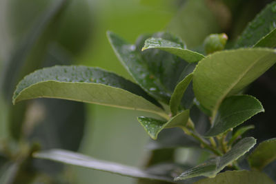 Close-up of fresh green leaves