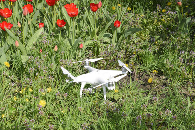 White bird flying in field