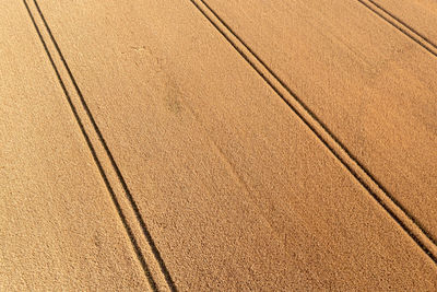 Aerial view of wheat field and tracks from tractor, agricultural texture, wheat farm from above