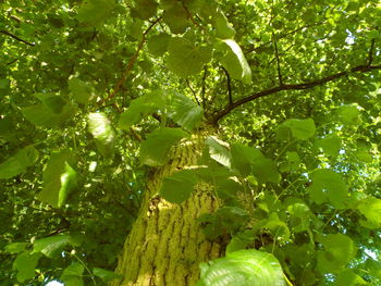 Low angle view of tree