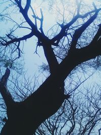 Low angle view of bare trees against sky