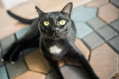 Close-up portrait of cat