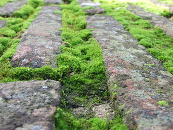 Close-up of moss growing on tree trunk