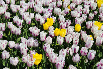 Full frame shot of purple crocus