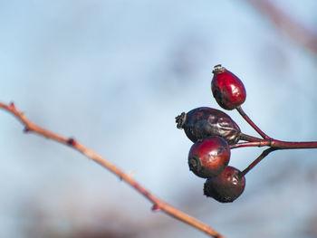 Close-up of red berries growing on tree