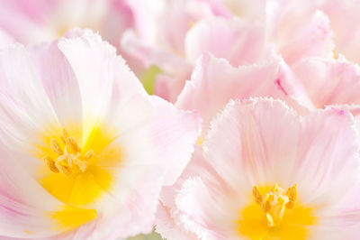 Close-up of fresh pink flowers