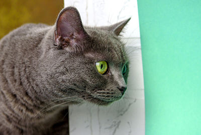 Cute grey british-bred cat looks at the camera. portrait of a pet