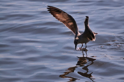 Bird flying over water