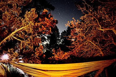 Close-up of tree against sky at night