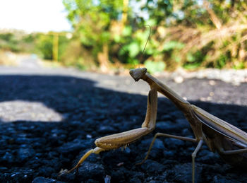 Close-up of insect on footpath