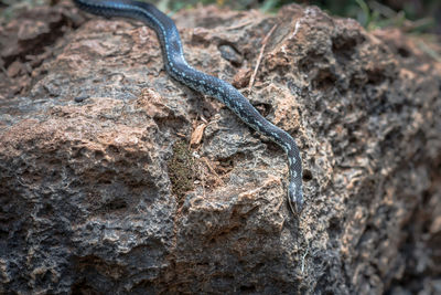 Close-up of snake on rock