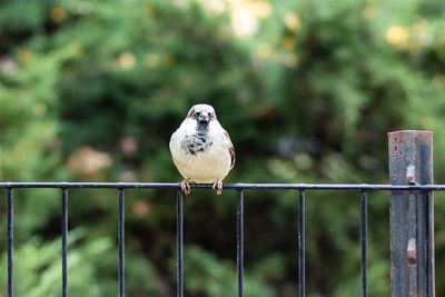 Bird perching on railing