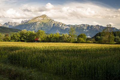 Scenic view of agricultural field and mountains against cloudy sky