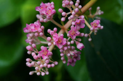 Close-up of pink flowering plant