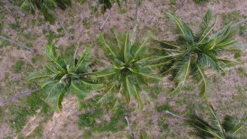 Full frame shot of plants