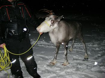 View of pig at night